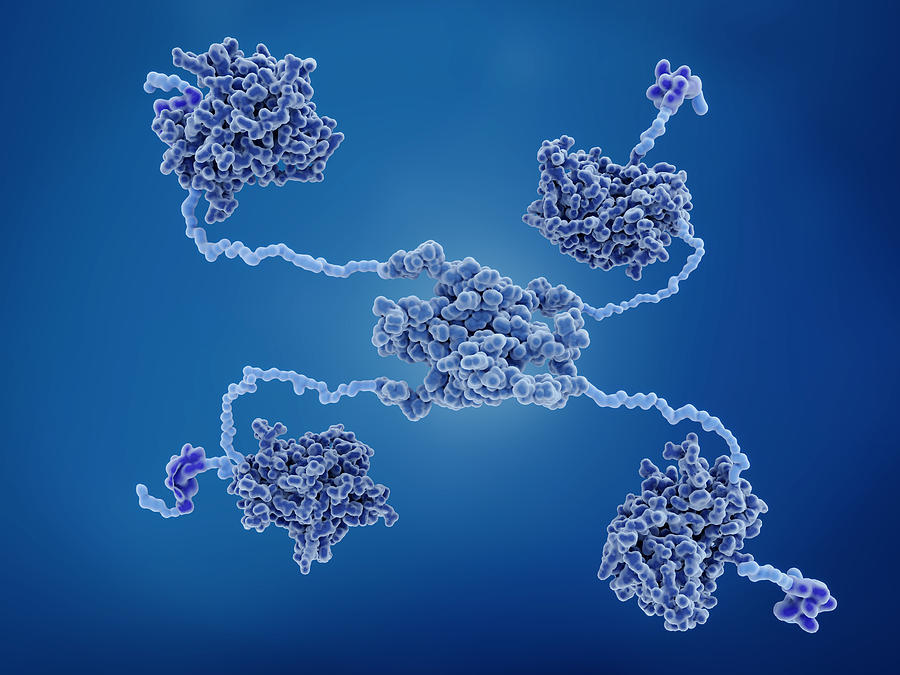 The P53 Tumor Suppressor Protein Photograph by Juan Gaertner