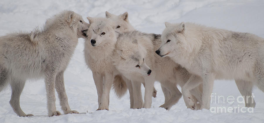 Animal Photograph - The Pack by Bianca Nadeau