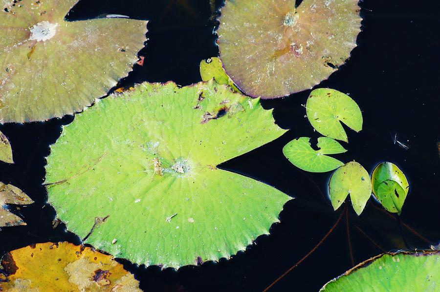 Lily Photograph - The Pacman Family at the Pond by Lynda Dawson-Youngclaus