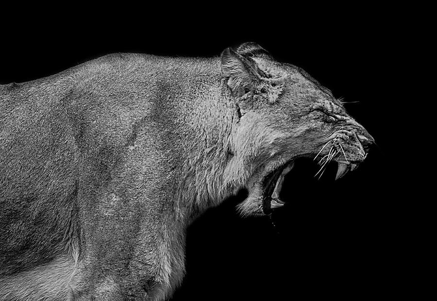Wildlife Photograph - The pain within by Paul Neville