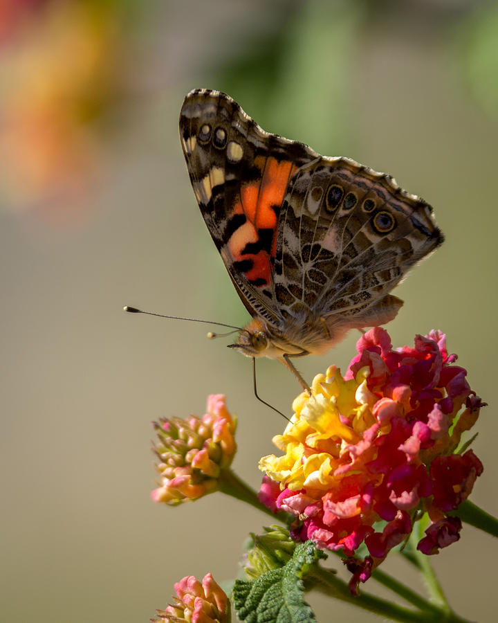 Butterfly Photograph - The Painted Lady by Ernest Echols