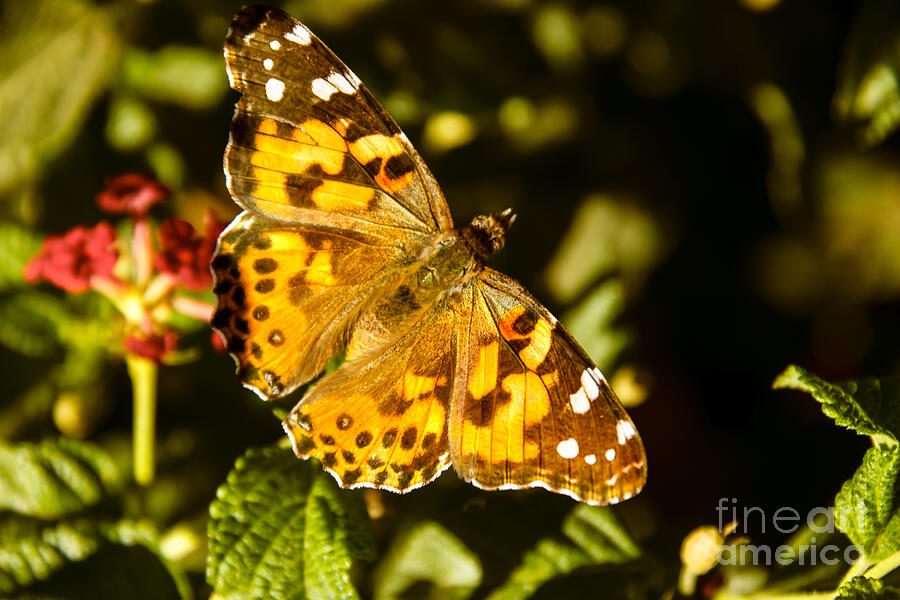 Butterfly Photograph - The Painted Lady by Robert Bales