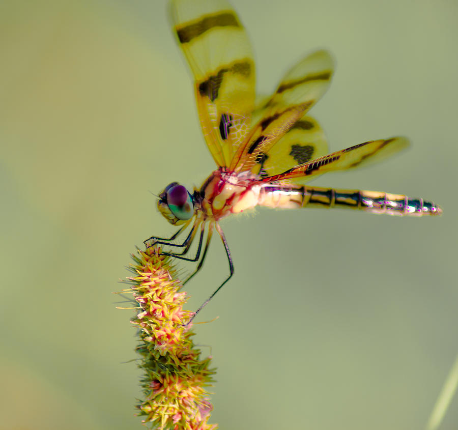 The Painted Skimmer Photograph