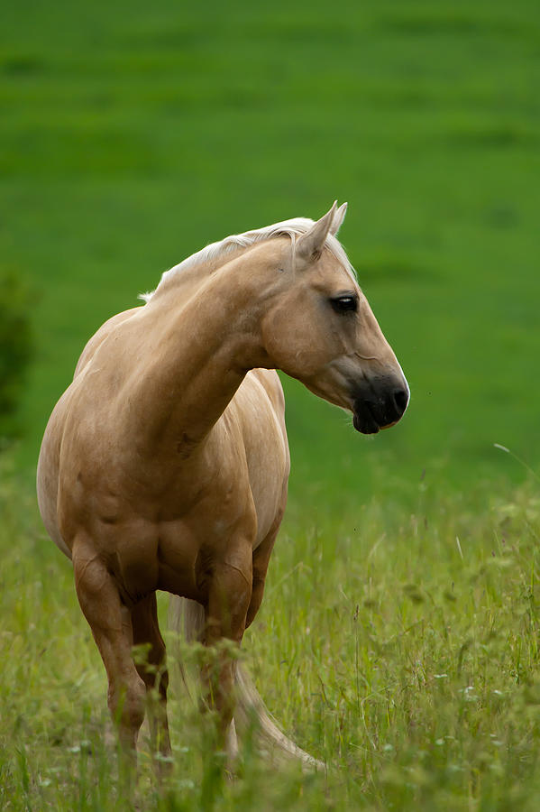 The Pale Brown Horse Photograph by Torbjorn Swenelius