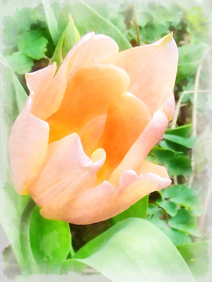 The Pale Orange Tulip Photograph by Steve Taylor