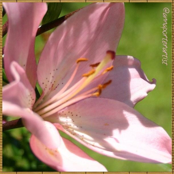 Lilies Photograph - The Pale Pinks #flowerstalking by Anna Porter