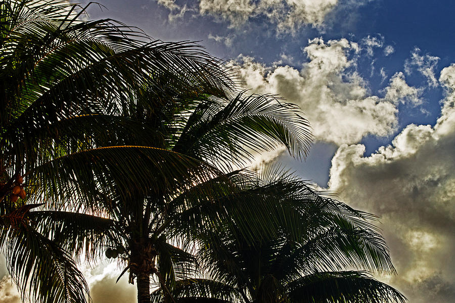 The Palm Before the Storm Photograph by Bill Swartwout