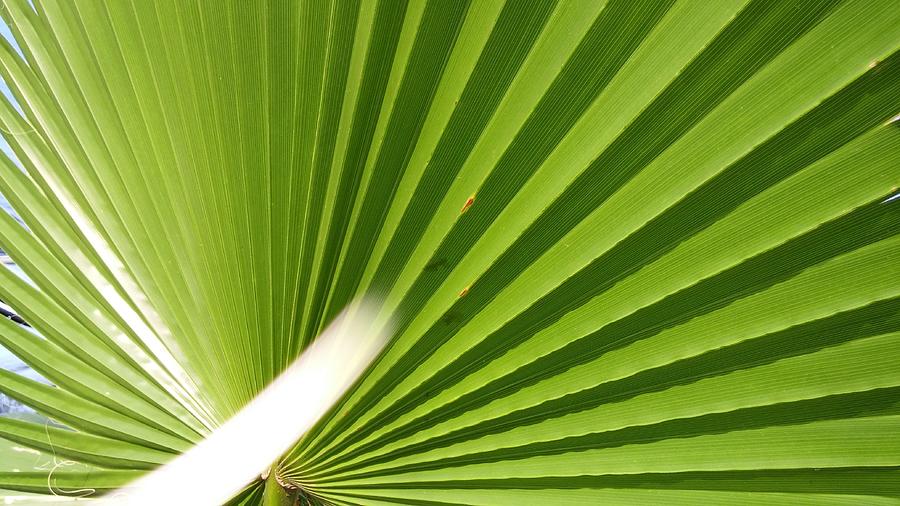 Nature Photograph - The Palm by Shawn Hughes