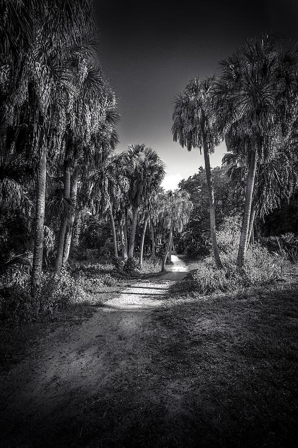 The Palm Trail b/w Photograph by Marvin Spates