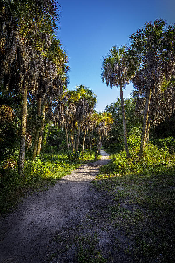 Nature Photograph - The Palm Trail by Marvin Spates