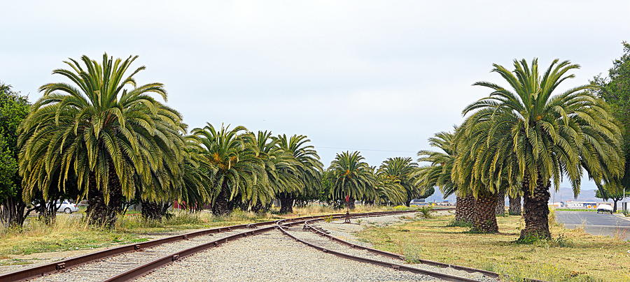 The Palms by the Tracks Photograph by AJ  Schibig