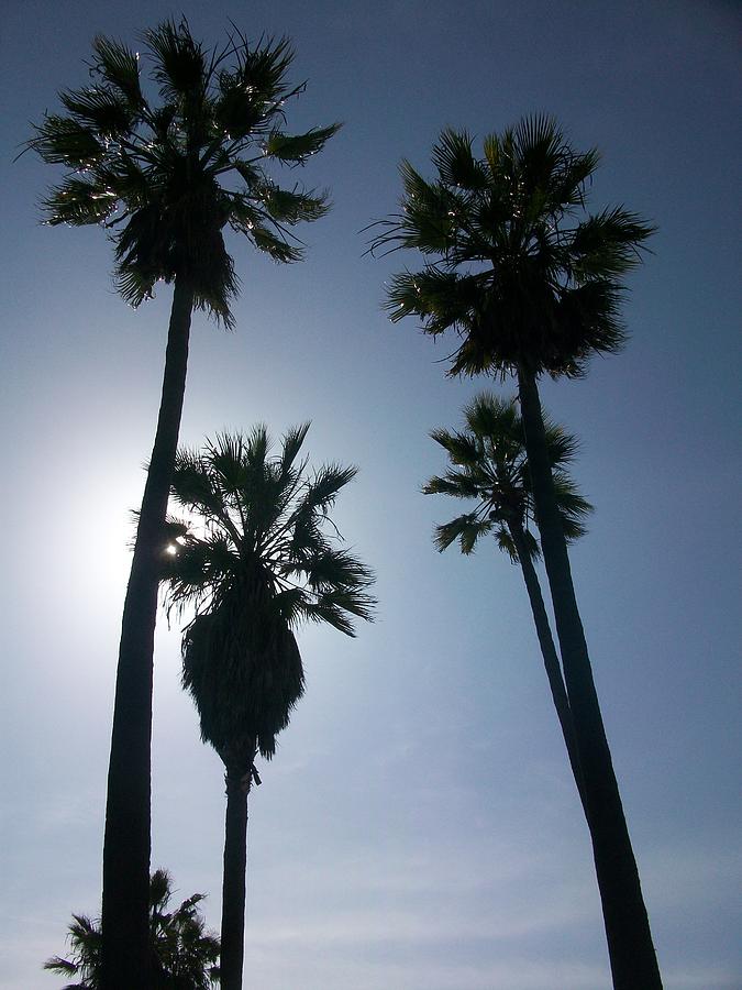 Venice Beach Photograph - The Palms by Ilda Sandoval