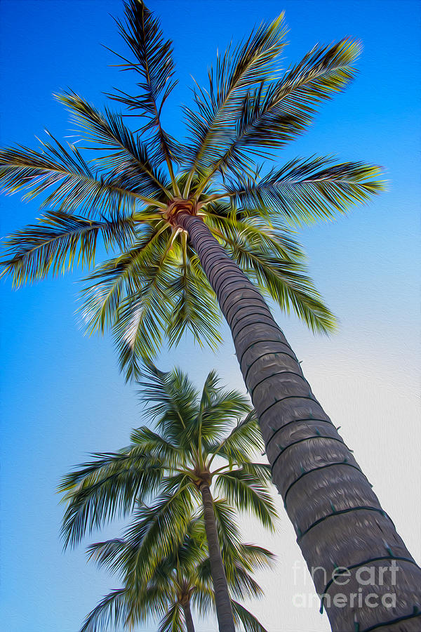 The Palms Photograph by Jon Neidert