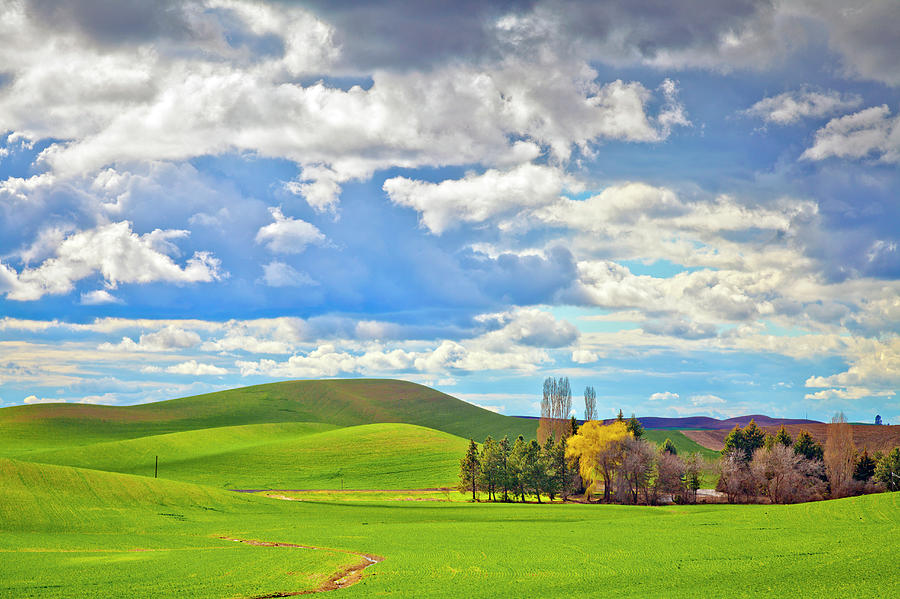 The Palouse Photograph by Mel Curtis