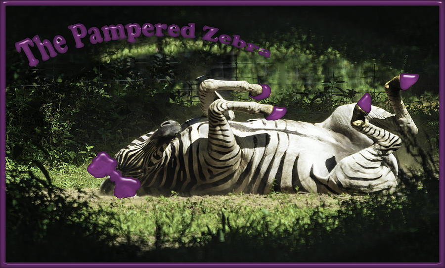 The Pampered Zebra Photograph by LeeAnn McLaneGoetz McLaneGoetzStudioLLCcom