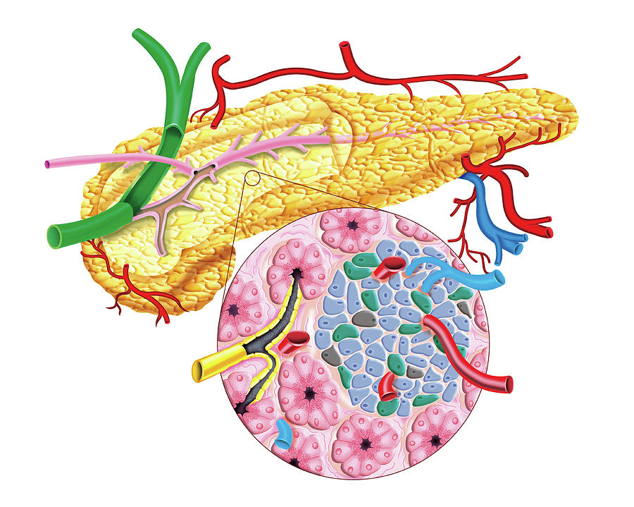 The Pancreas Photograph by Asklepios Medical Atlas