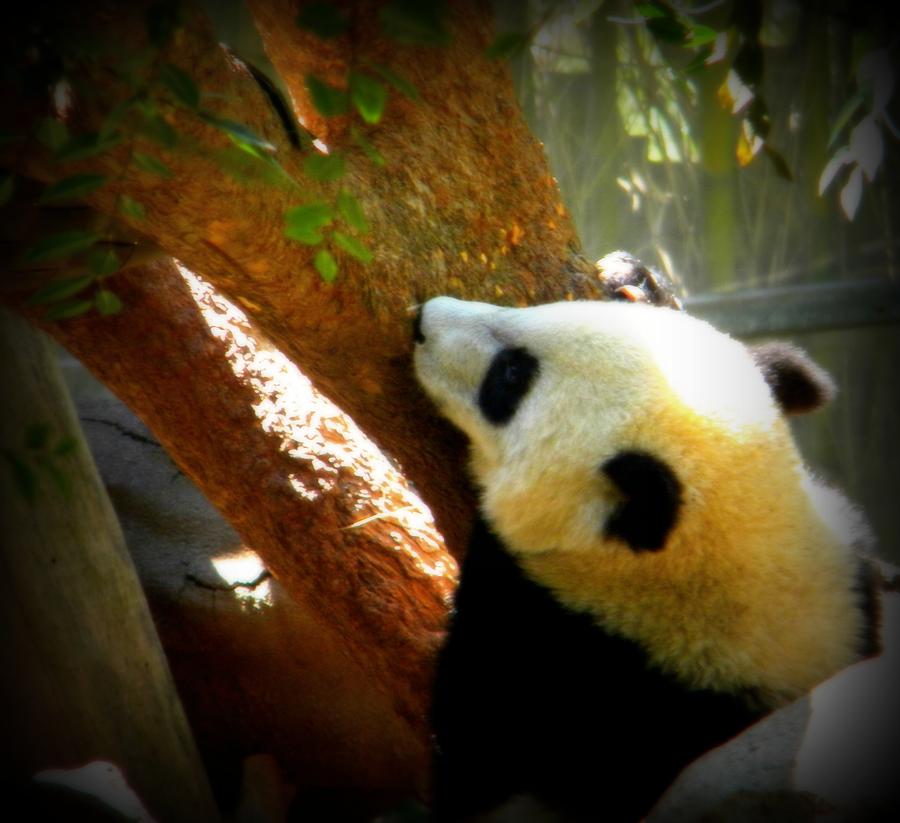 The Panda Tree Photograph by Amanda Eberly
