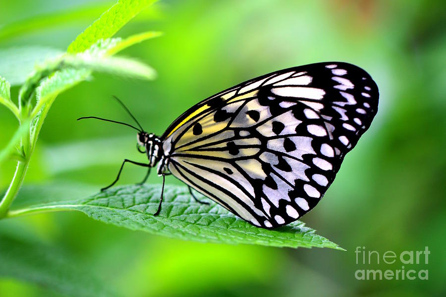The Paper Kite or Rice Paper or Large Tree Nymph butterfly also known as Idea leuconoe 2 Photograph by Amanda Mohler