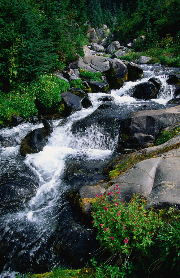 The Paradise River Flows Through The Photograph by John Elk