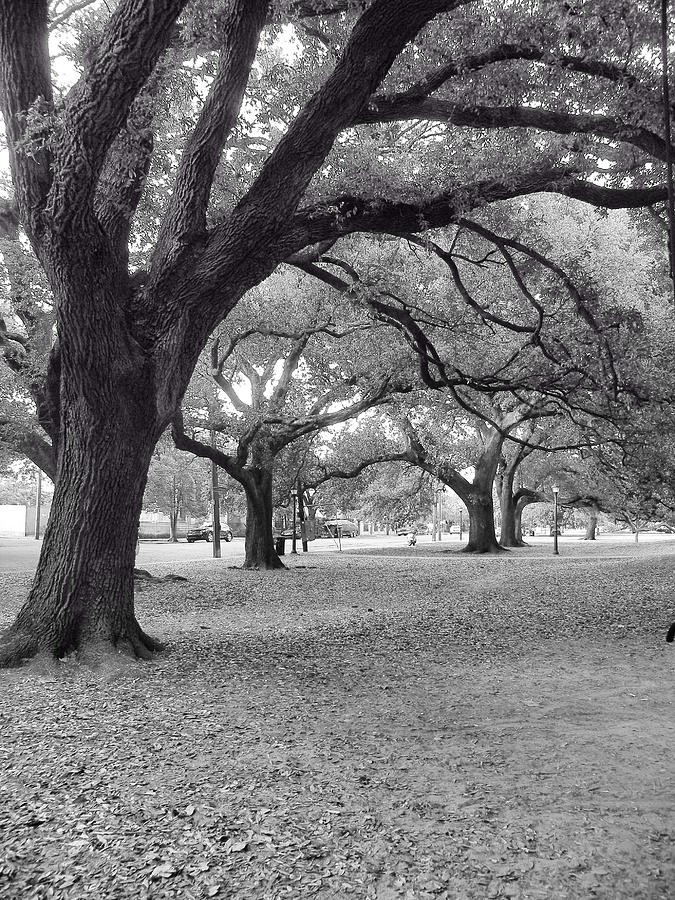 New Orleans Photograph - The Park by Chris Pietraroia