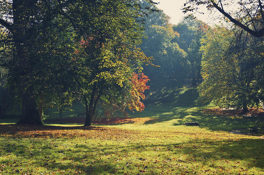The park in autumn Photograph by Nick Barkworth