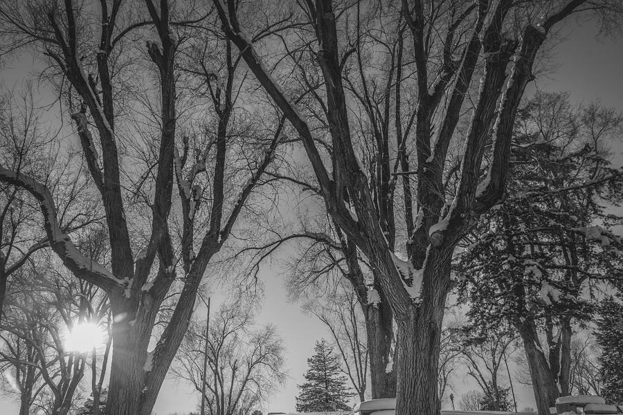 Tree Photograph - The Park in Black and White by Gloria Pasko