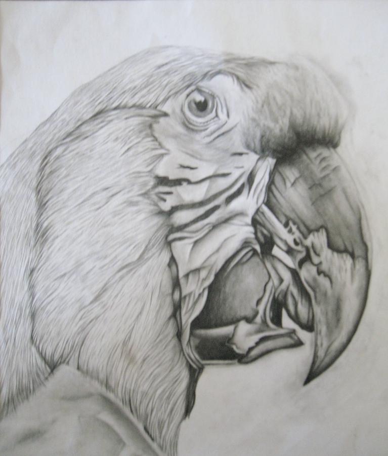 The Parrot Drawing by Kishwayne Hill - Fine Art America