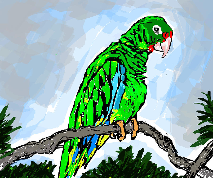 Parrot Drawing - The Parrot by Paul Sutcliffe