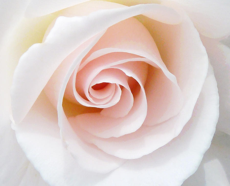 Summer Photograph - The Pastel Rose by Steve Taylor