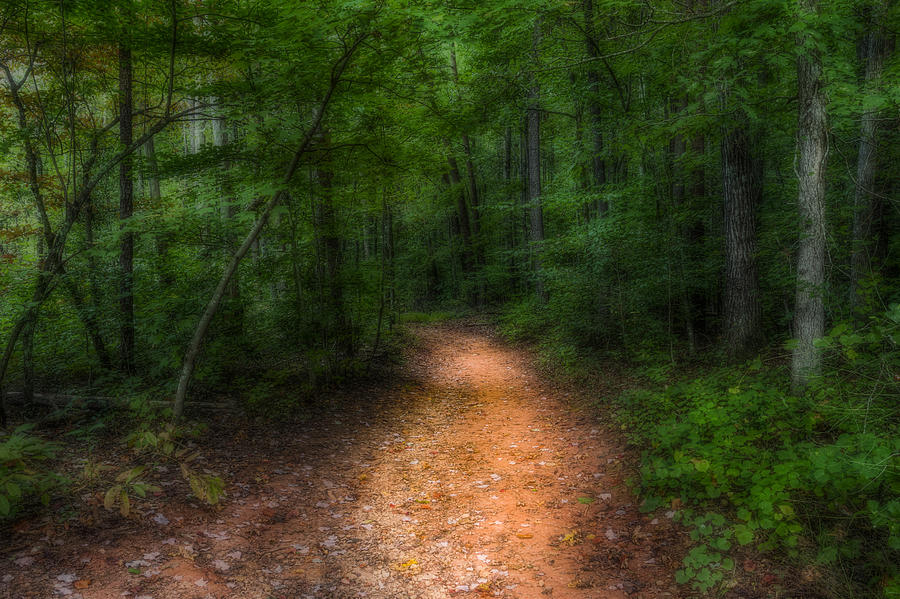 The Path Ahead Photograph