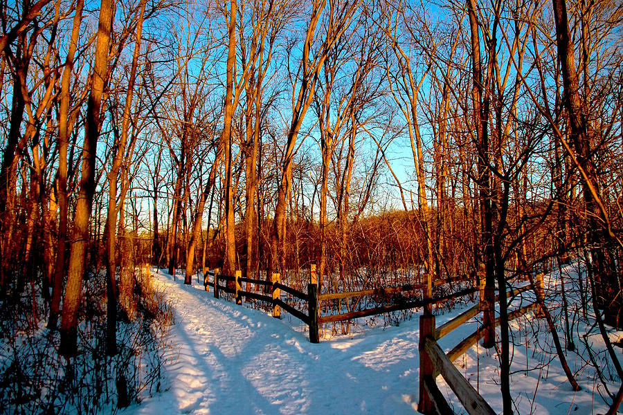 The Path Photograph by Debbie Nobile