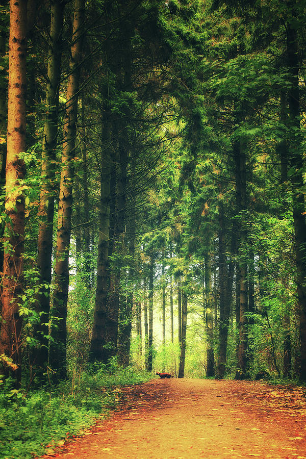 The Path In The Forest by Lhjb Photography