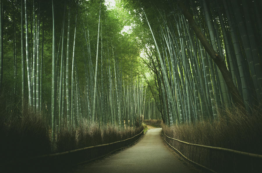 The Path Of Bamboo Near Arashiyama Photograph by Marser