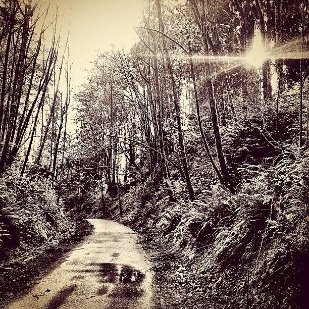 Seattle Photograph - The Path Of Most Resistance /// by Nick Lucey