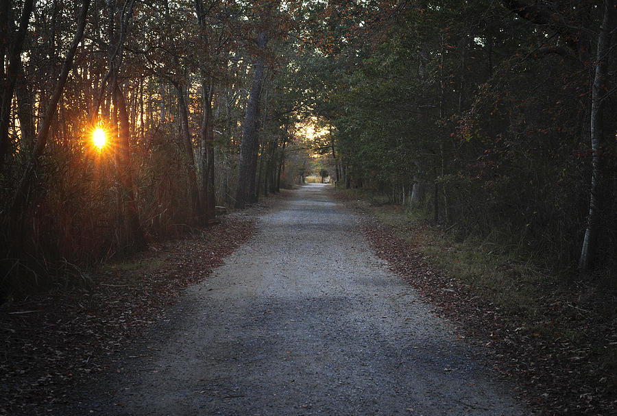 The Path Photograph by Terry DeLuco