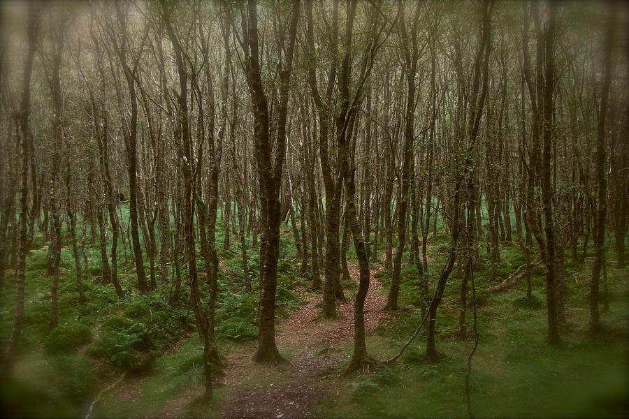 pathless woods