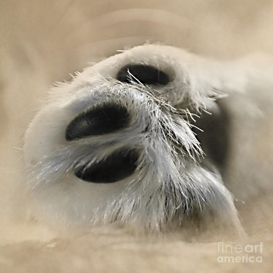 Cat Photograph - The Paw Of Ethel by Linsey Williams