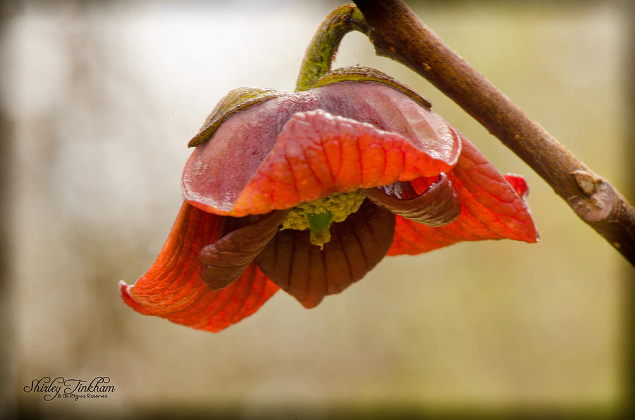 Nature Photograph - The Paw Paw Bloom by Shirley Tinkham