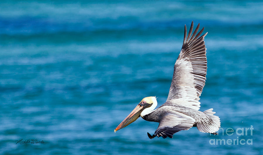 Pelican Photograph - The Peaceful Pelican by Michelle Constantine