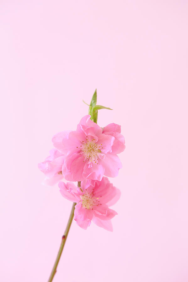 The Peach Blossom Pink Background Photograph by Sudo Takeshi