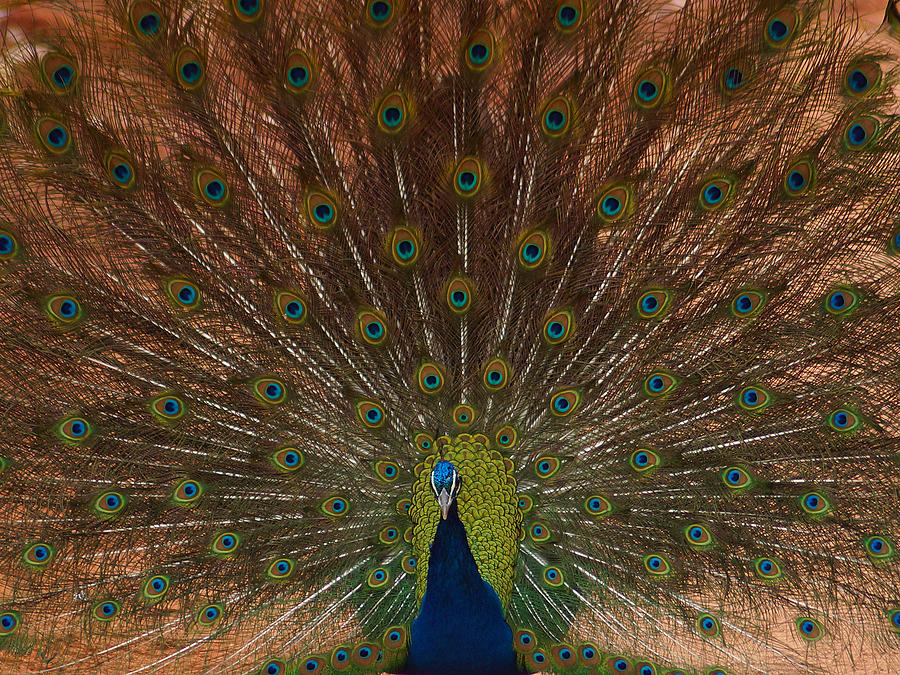 The Peacock 2 Photograph by Ernest Echols