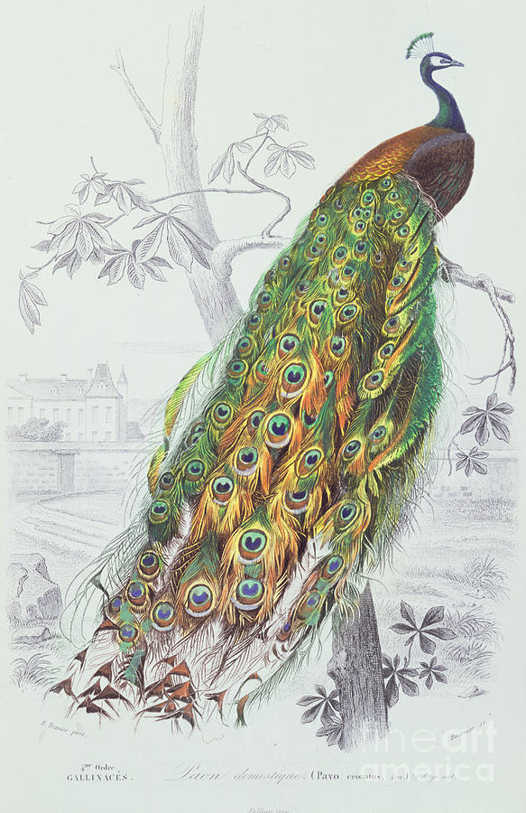 The Peacock Painting by A Fournier