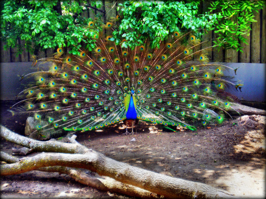 Peacock Photograph - The Peacock by Bill Noonan