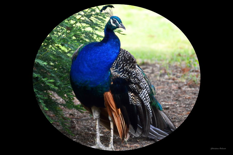 The Peacock Photograph by Christina Ochsner