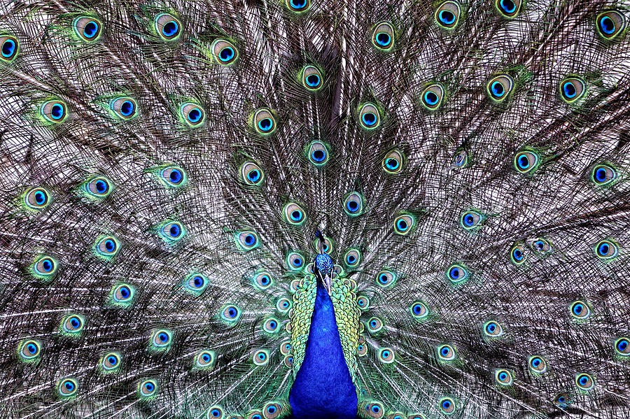 Spring Photograph - The peacock courtship by Goyo Ambrosio
