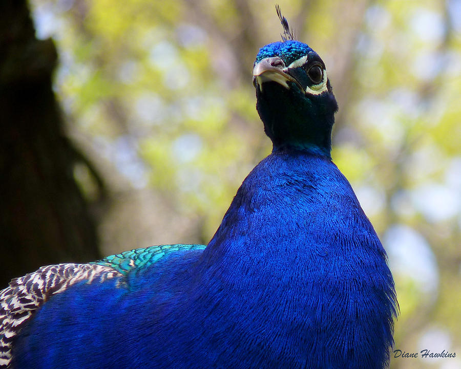 The Peacock Photograph