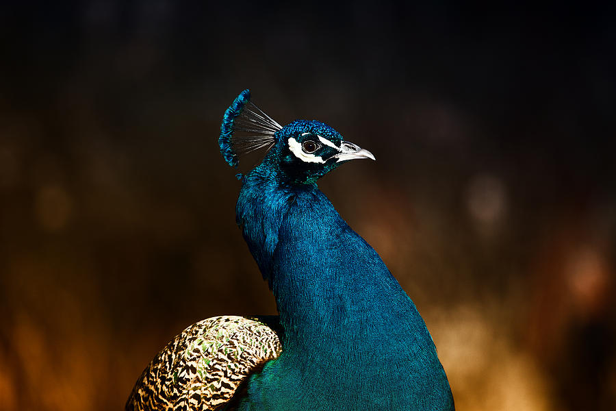 The Peacock Photograph by Karol Livote
