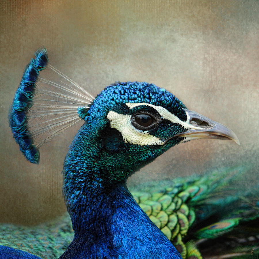 The Peacocks Crown - Wildlife Photograph by Jai Johnson