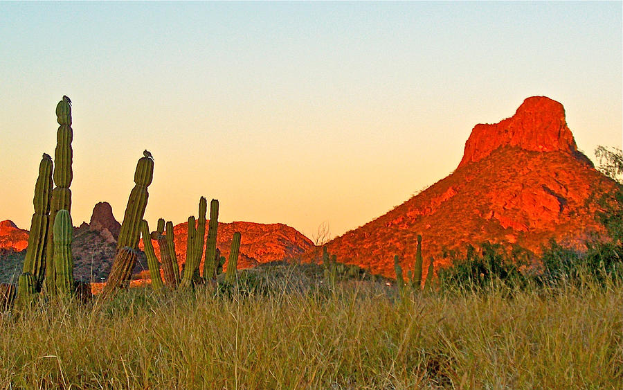 The Peak and Cardon Cacti in the Sunset in San Carlos in Sonora, Mexico Photograph by Ruth Hager
