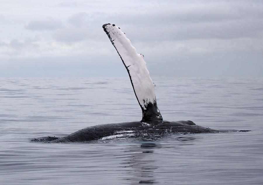 Wildlife Photograph - The pectoral fin of a humpback by M Swiet Productions
